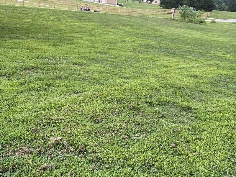 Lawn mowing and maintenance